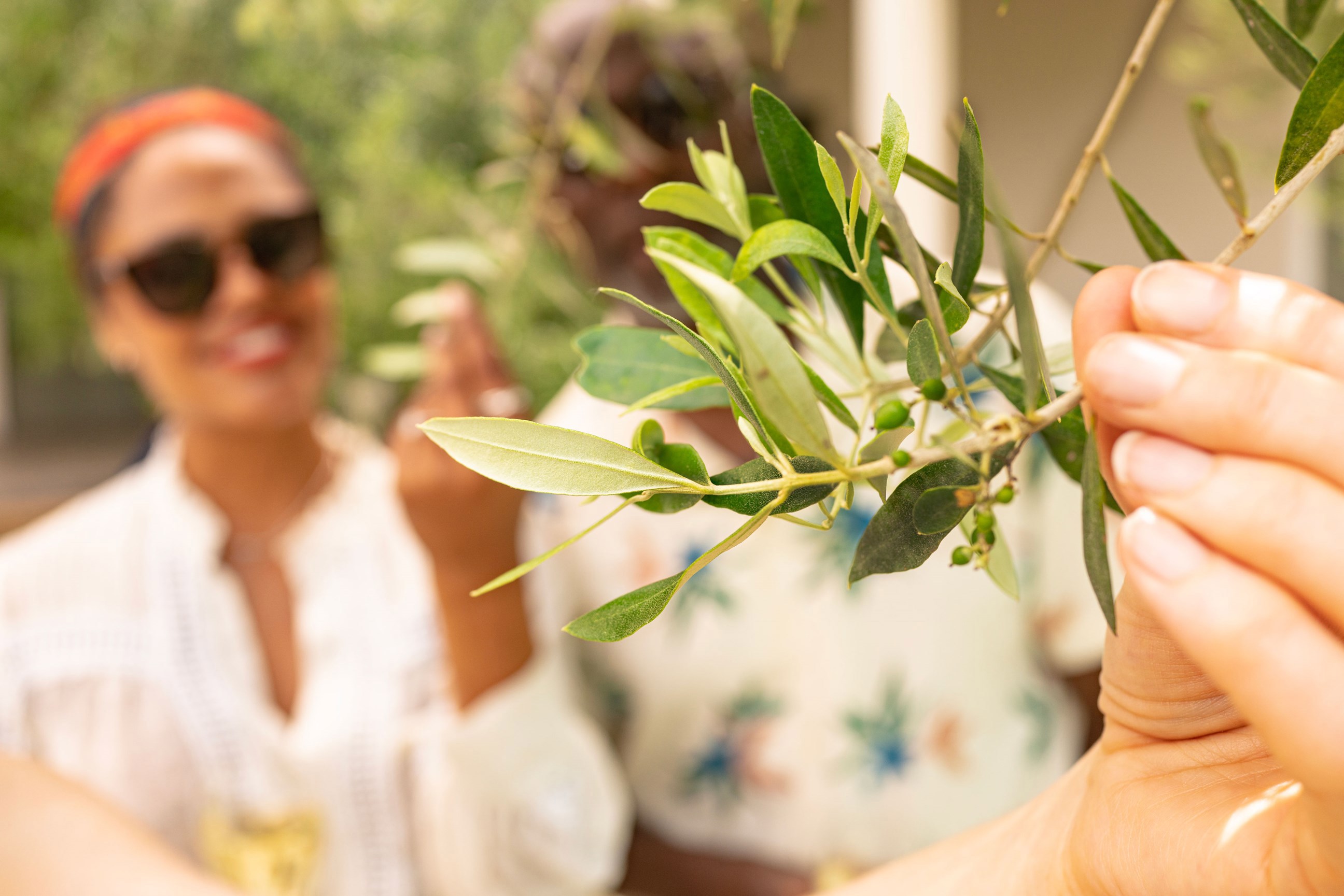visit-karabelas-olive-farm-olympia-greece.jpg