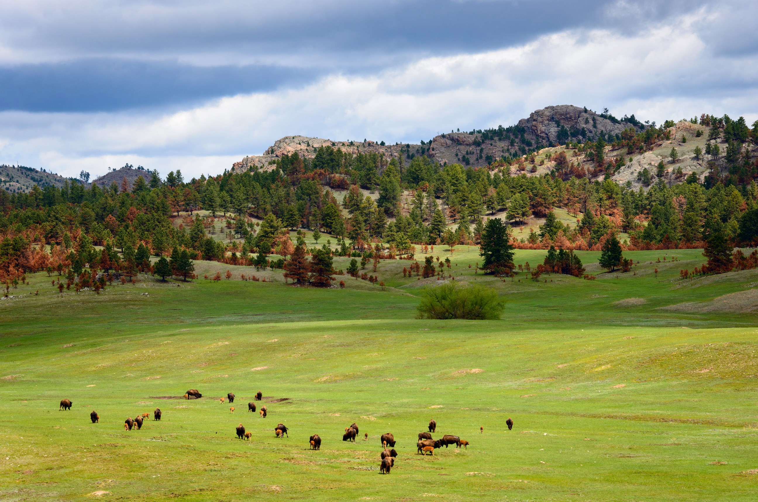 landscape-black-hills-usa-tt.jpg