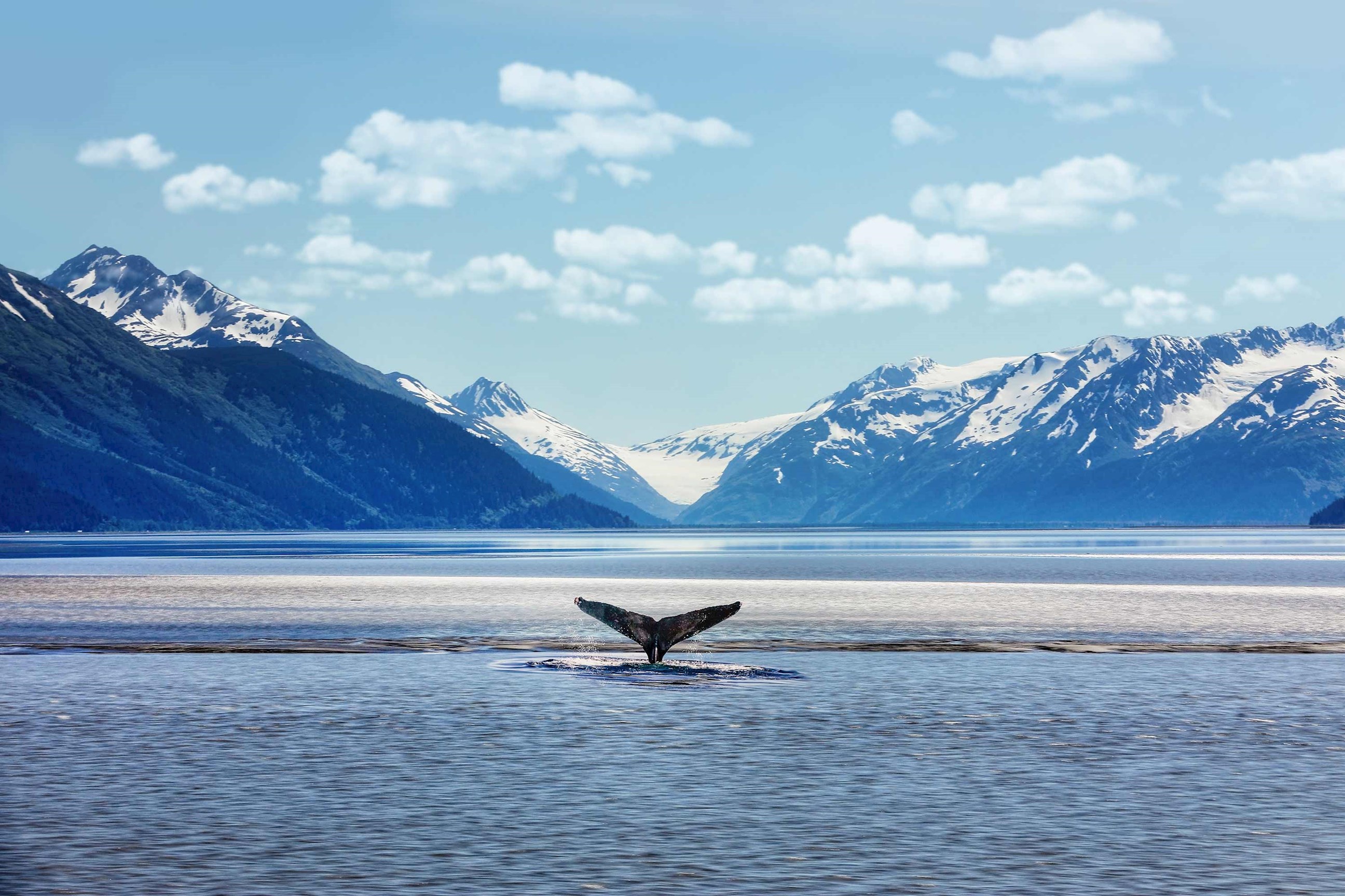whale-tail-anchorage-alaska-usa.jpg
