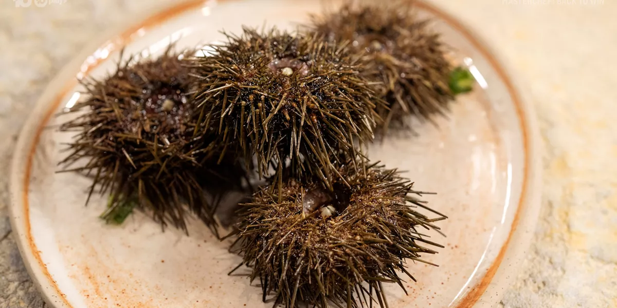 MC17 Ep55 Trafalgar Urchin