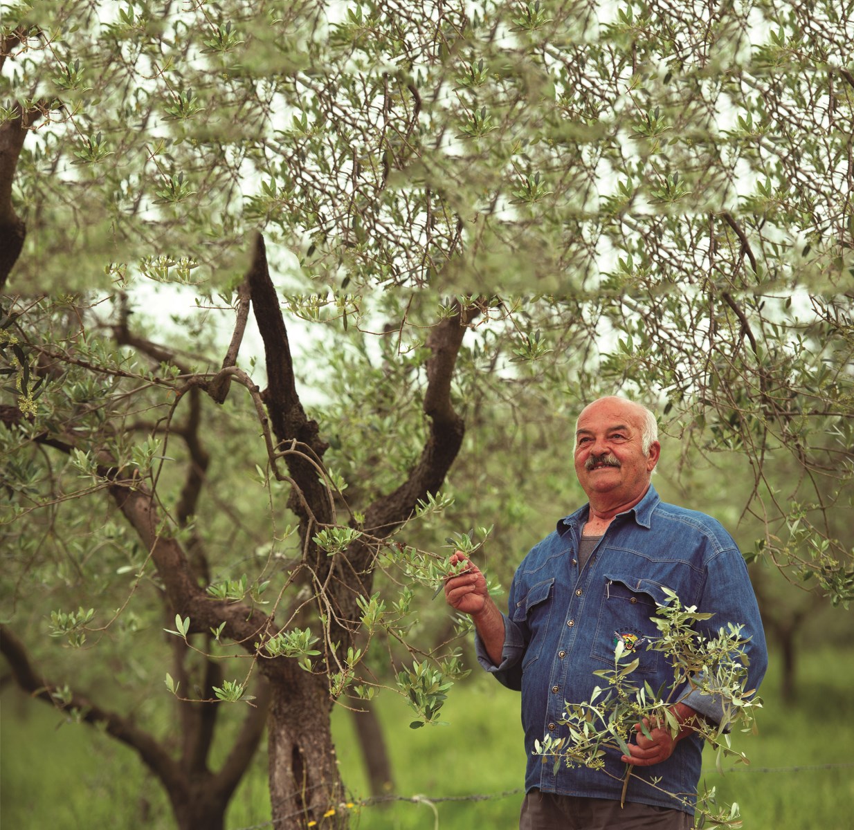 86_olive-grove-alfarnatejo-spain.jpg