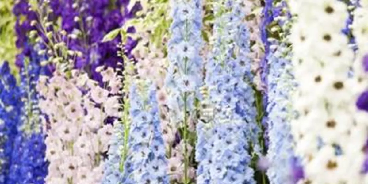 Blooming purple, blue and white flowers