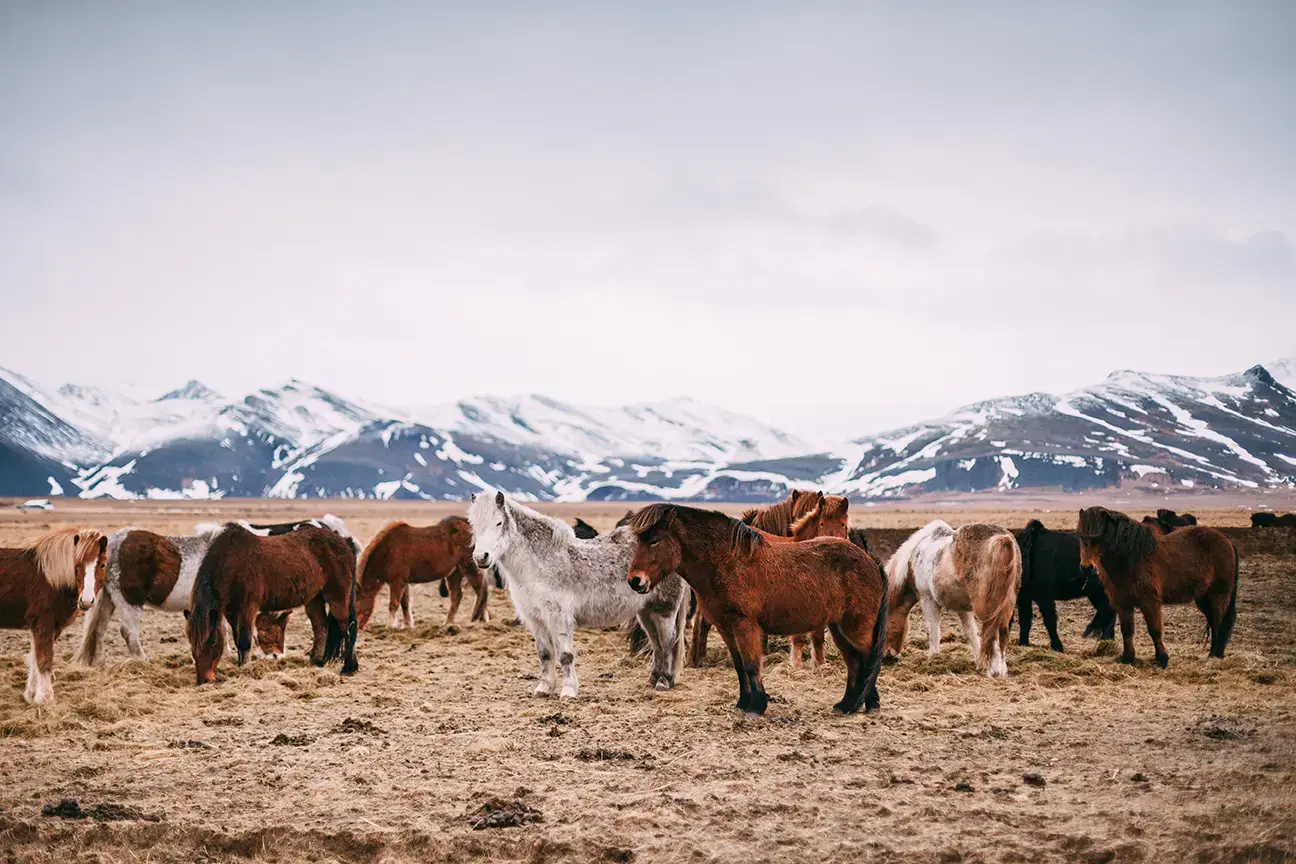 optional-experience-meet-icelands-horses-iceland-218072984.webp