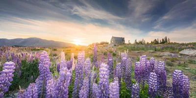 Contrasts of Australia and New Zealand Guided Tour