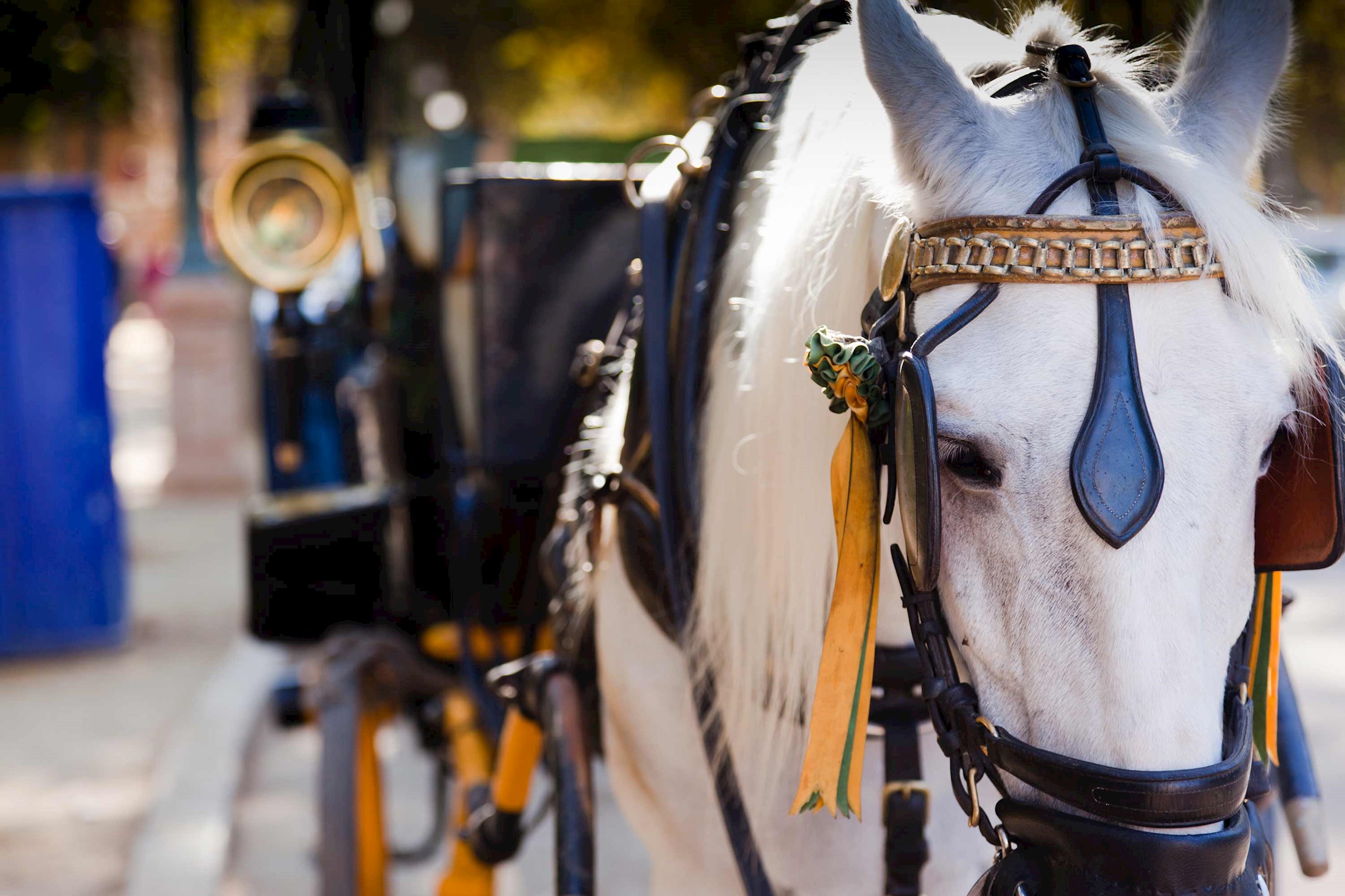 A close-up of a horse carriage in Bruges, Belgium