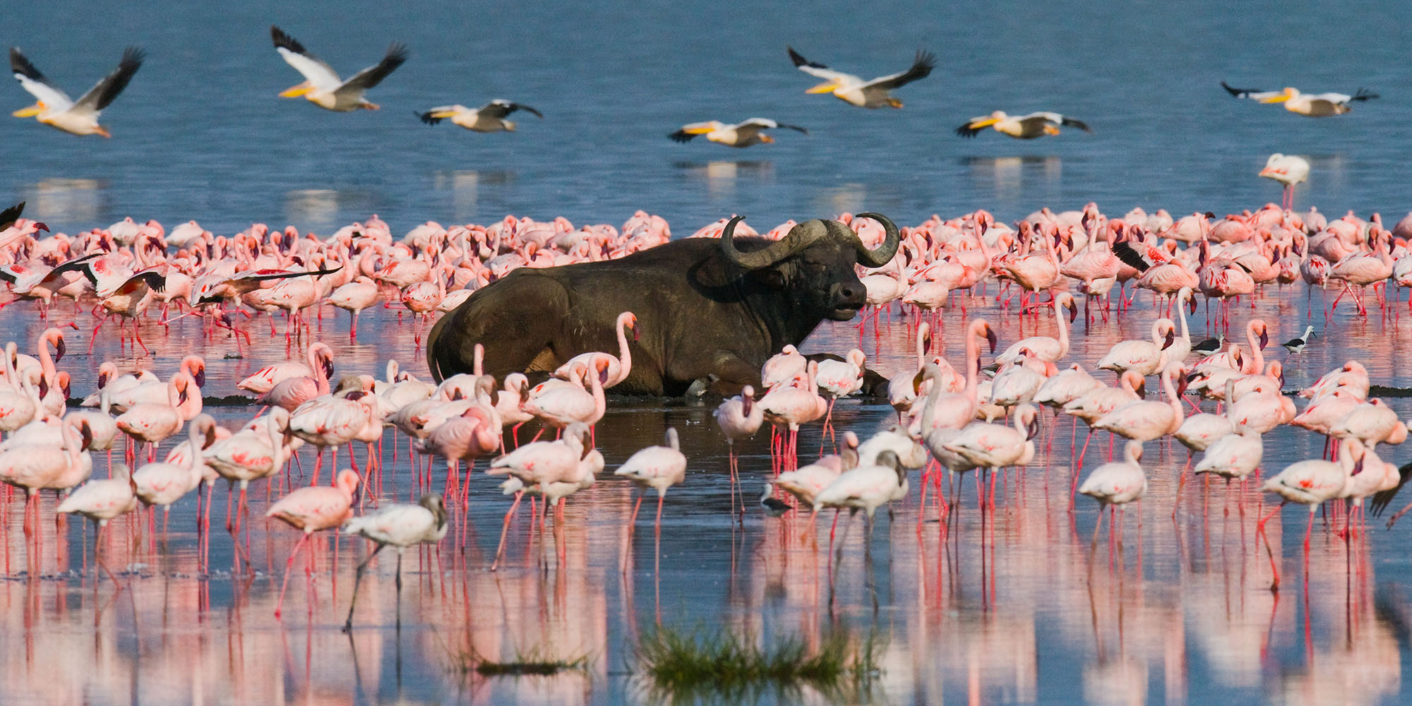 A buffalo standing in the water surrounded by flamingos