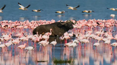 A buffalo standing in the water surrounded by flamingos