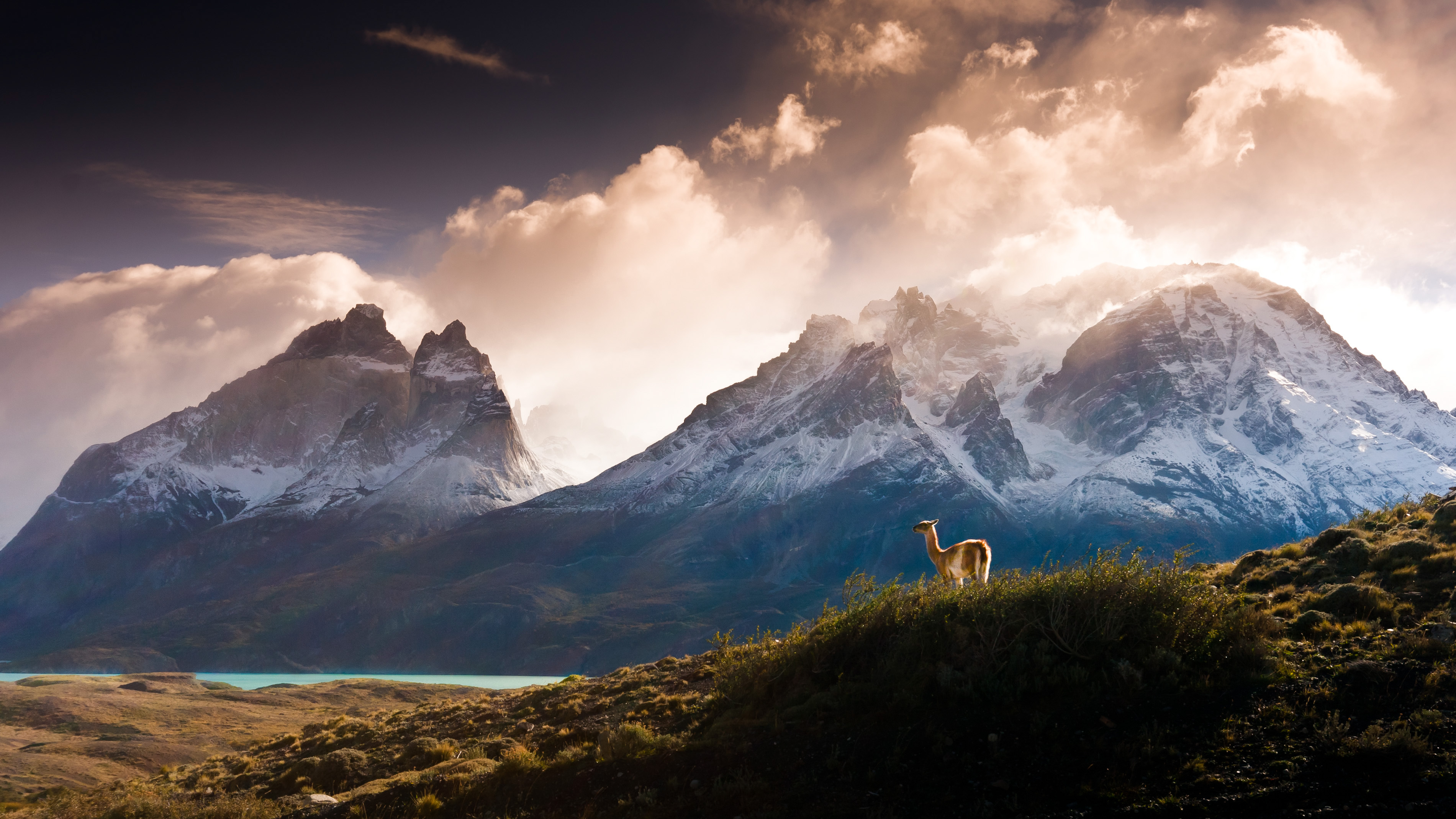 Lama in Torres del Paine mountains in Chile