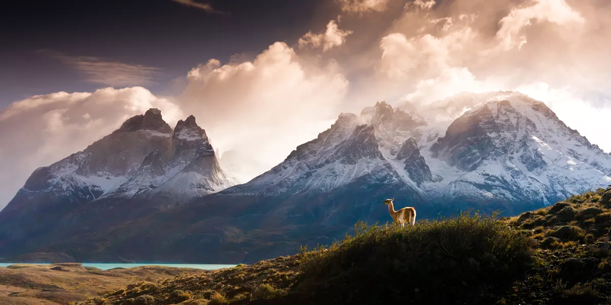 Lama in Torres del Paine mountains in Chile