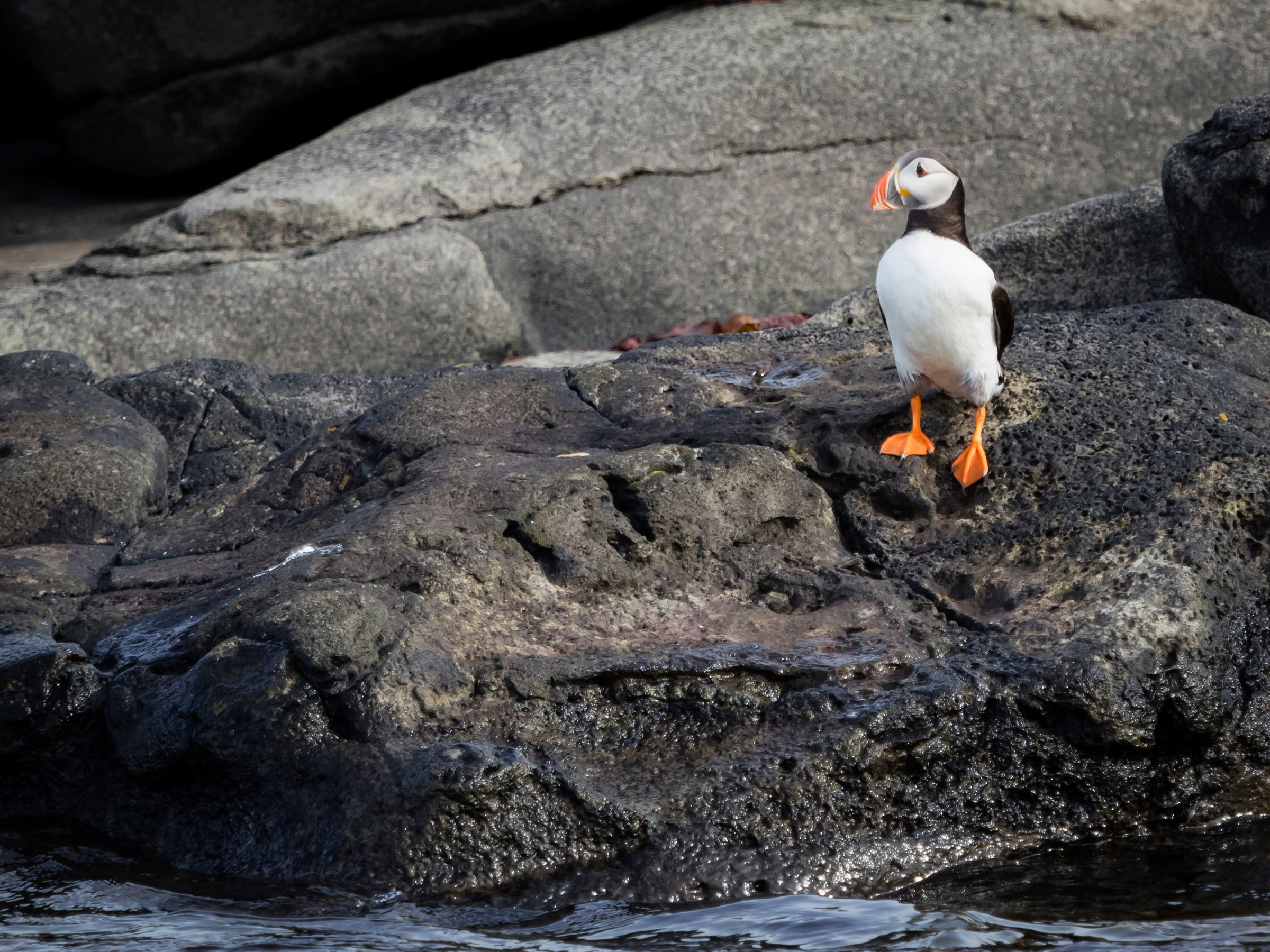 puffin-island-reykjavik-iceland.jpg