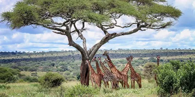 African Safari Adventure Guided Tour