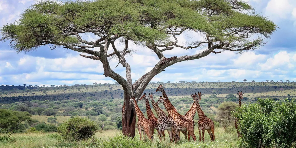 African Safari Adventure Guided Tour