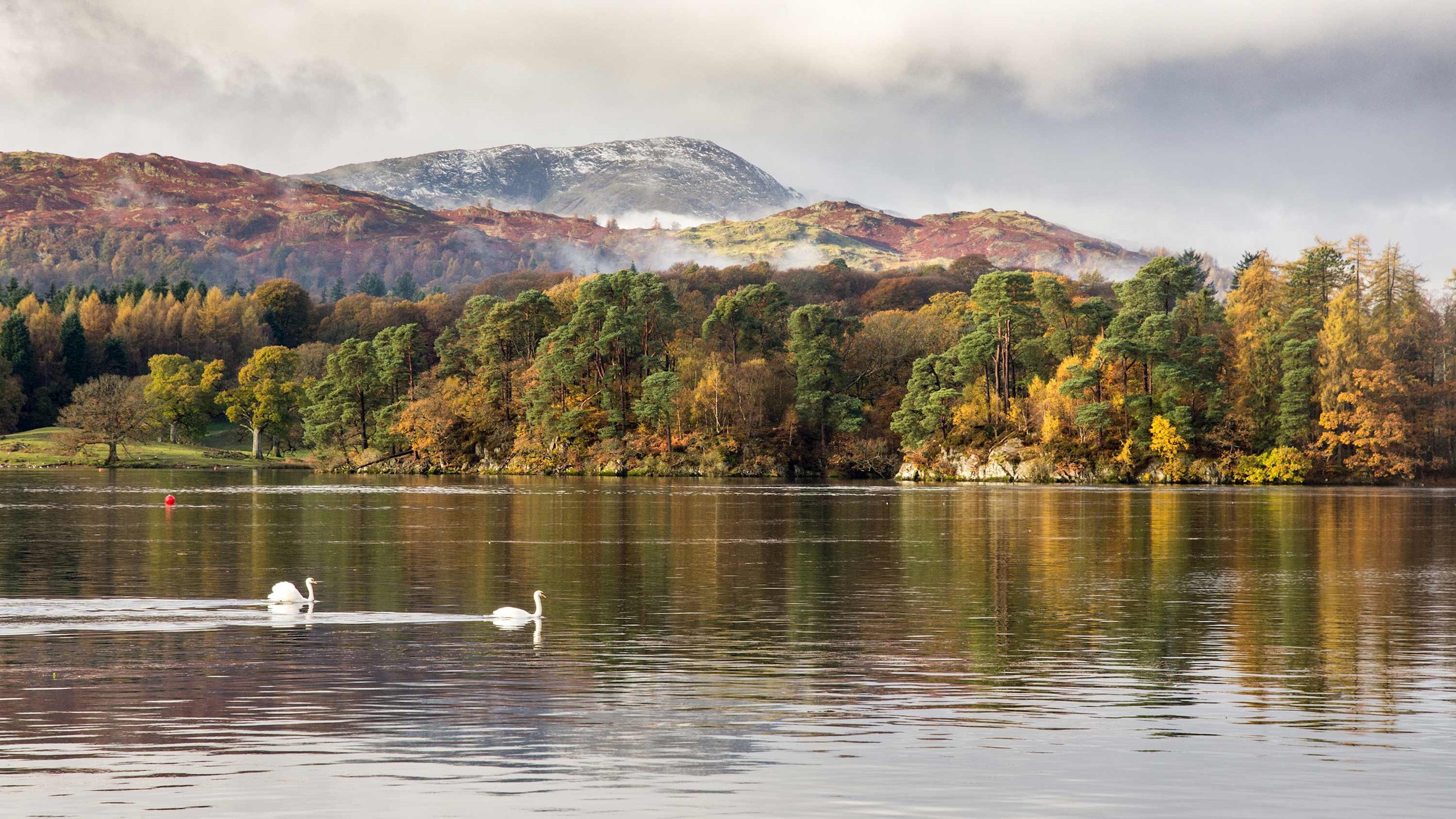 swans-lake-windermere-lake-district-england.jpg