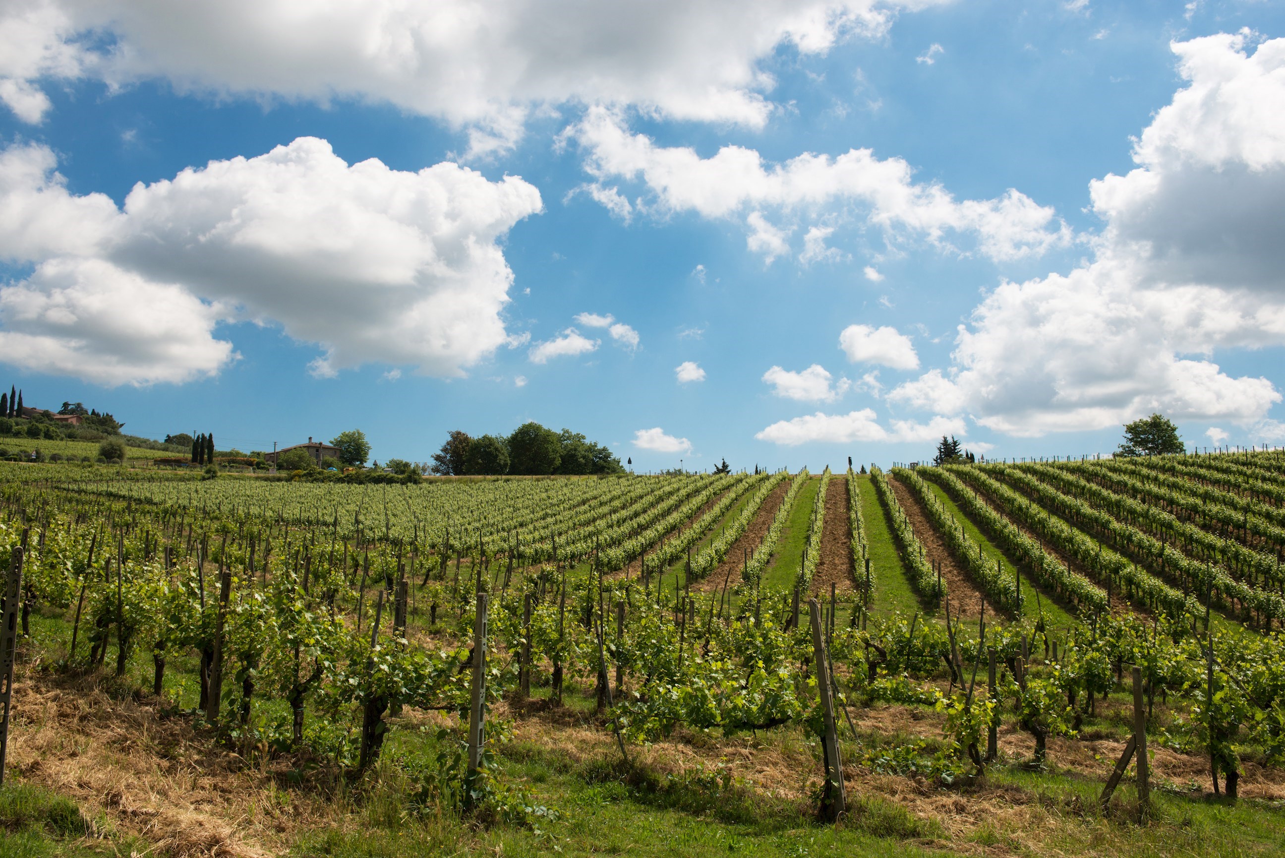 vineyards-italy.jpg