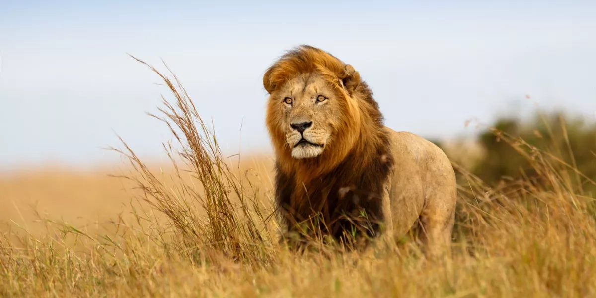 Lion in the golden grass of the Masai Mara Reserve, Tanzania