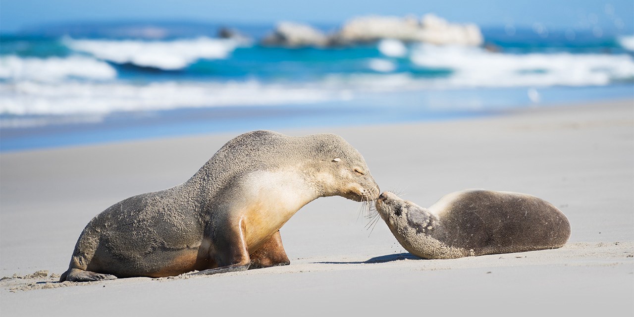 seal-bay-saki-day-3.jpg