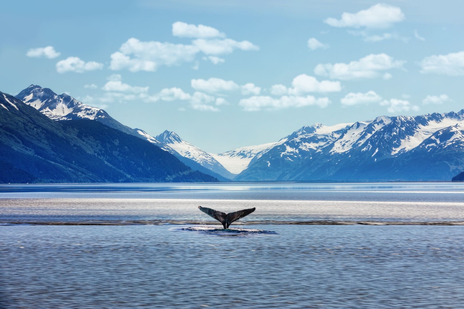 Humpback whale tail with icy mountains backdrop on Alaska