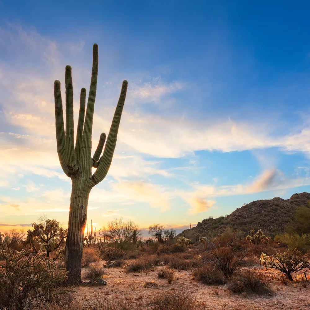 Scenic Desert Landscape With Saguaro Cactus At Sunset In Phoenix, Arizona