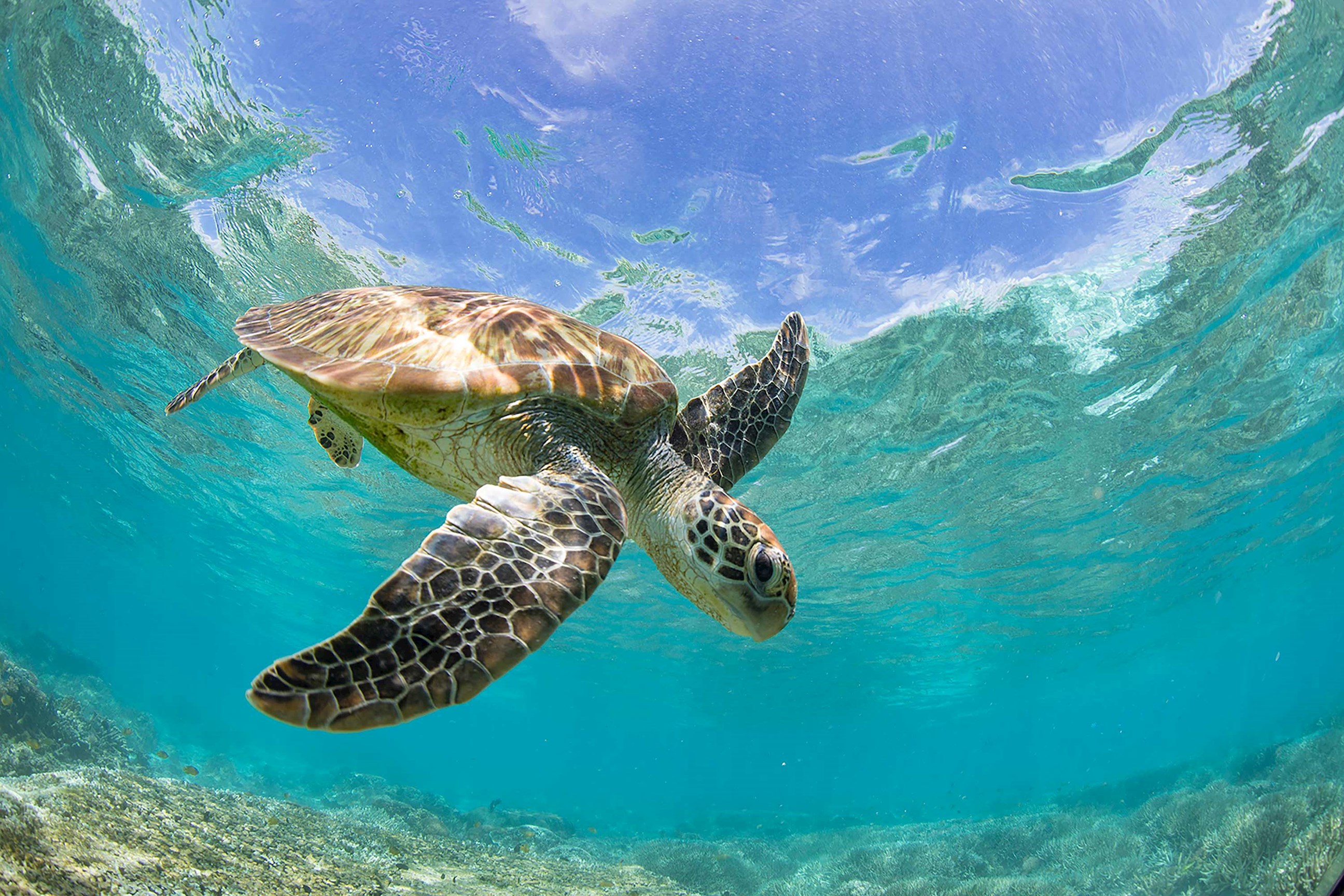 turtle-great-barrier-reef-australia.jpg