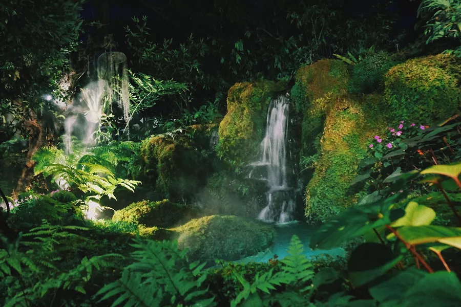 A lush green forest filled with lots of trees and plants