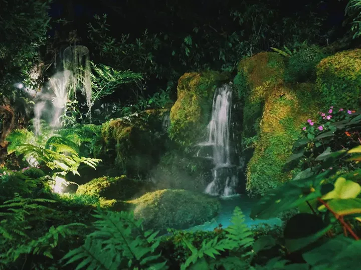 A lush green forest filled with lots of trees and plants
