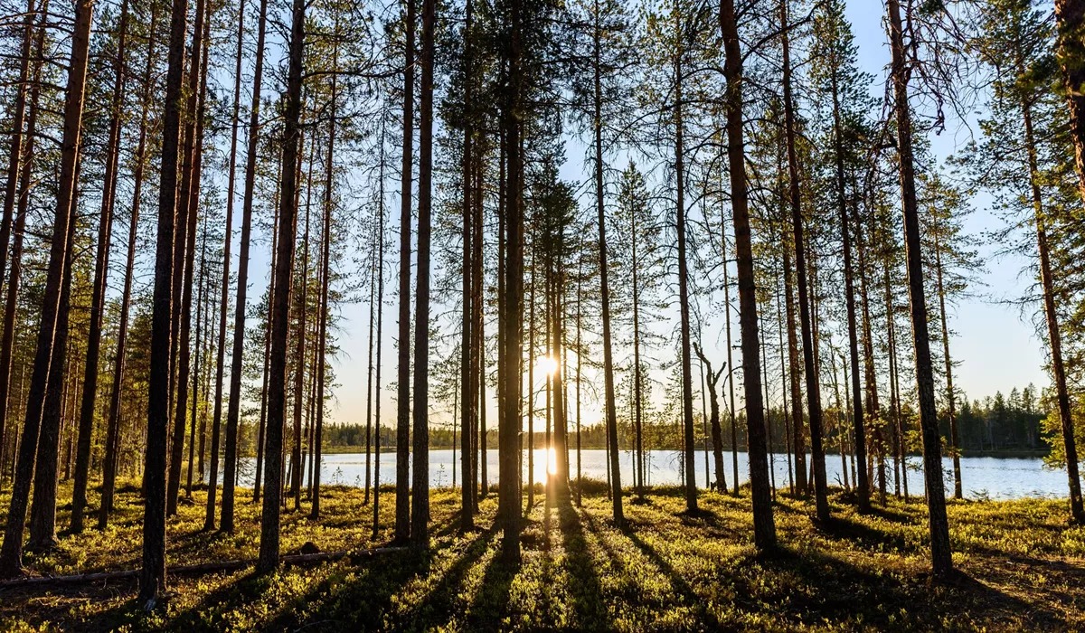 Trees In Forest Against Sky
