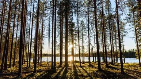 Trees In Forest Against Sky