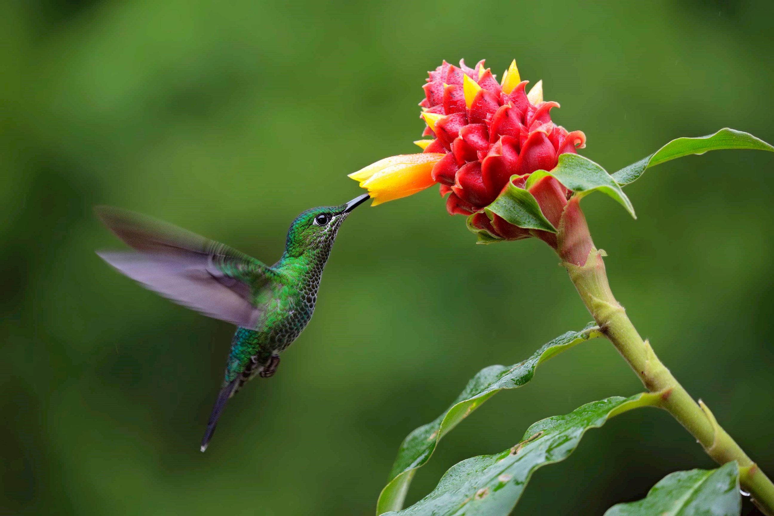 Costa Rica Eco Adventure Guided Tour
