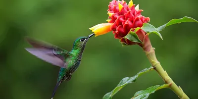 Costa Rica Eco Adventure Guided Tour