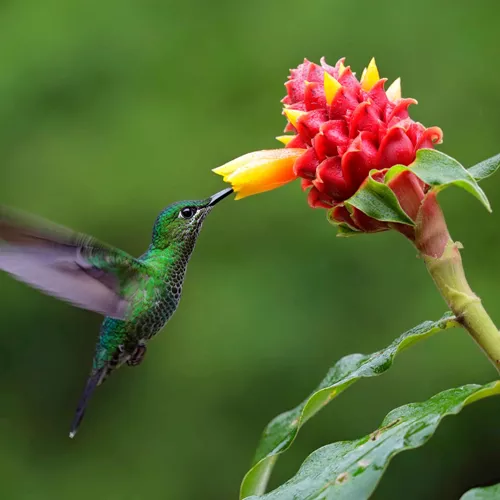 Costa Rica Eco Adventure Guided Tour