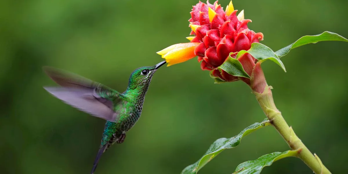 Costa Rica Eco Adventure Guided Tour
