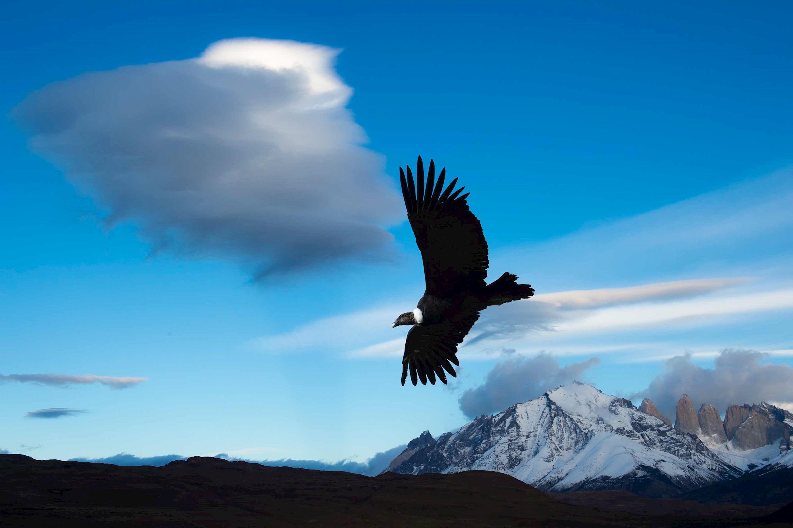 vulture-tierra-del-fuego-national-park-chile.jpg