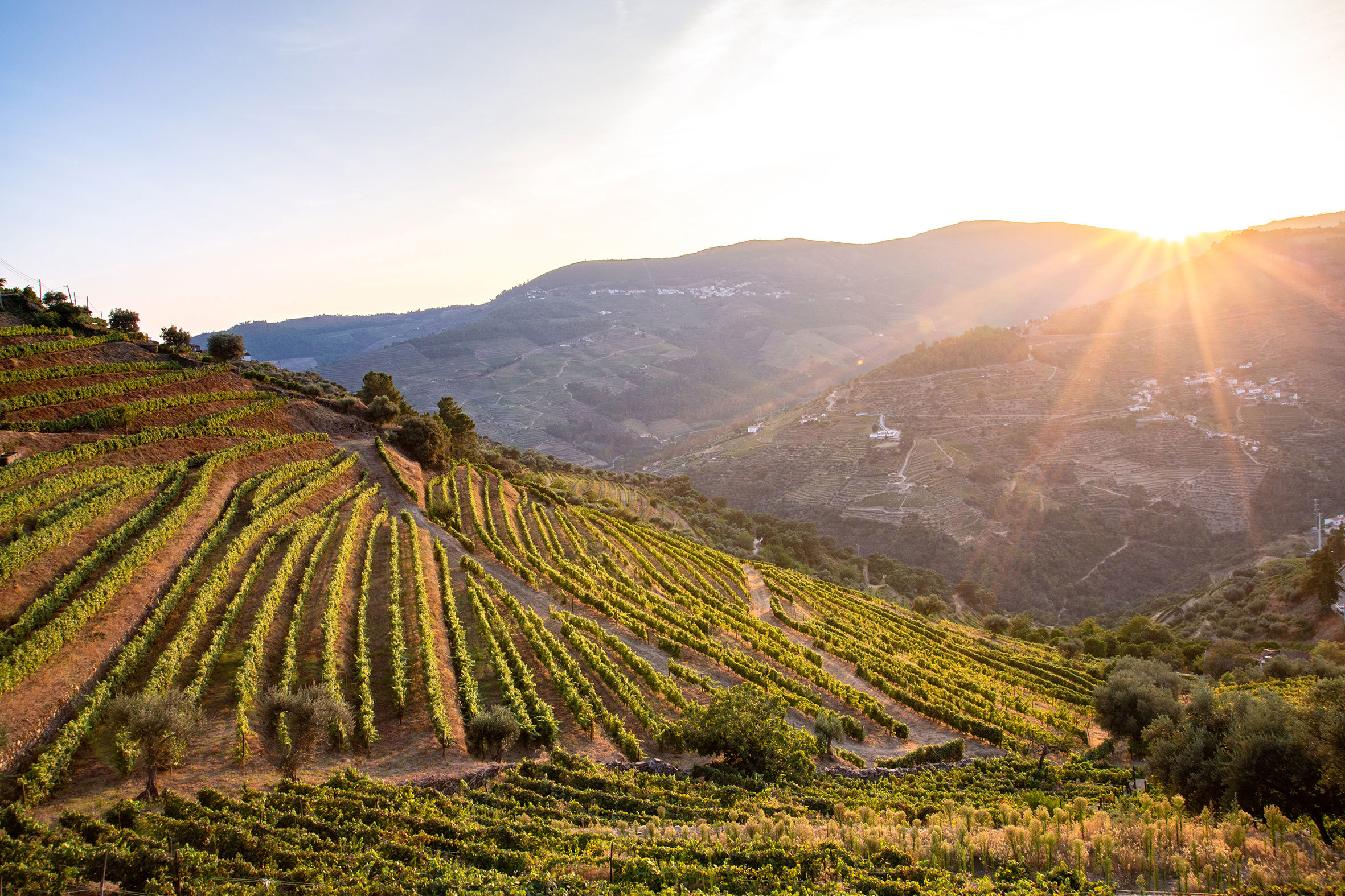vineyards-douro-portugal.jpg
