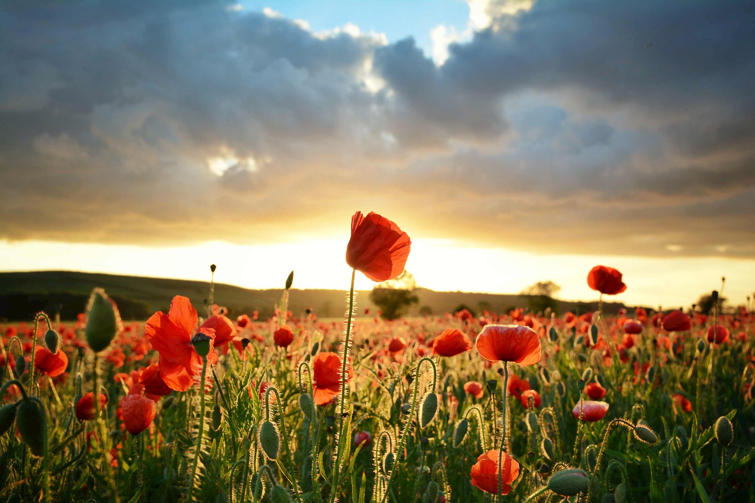 poppy-field-normandy-france.jpg