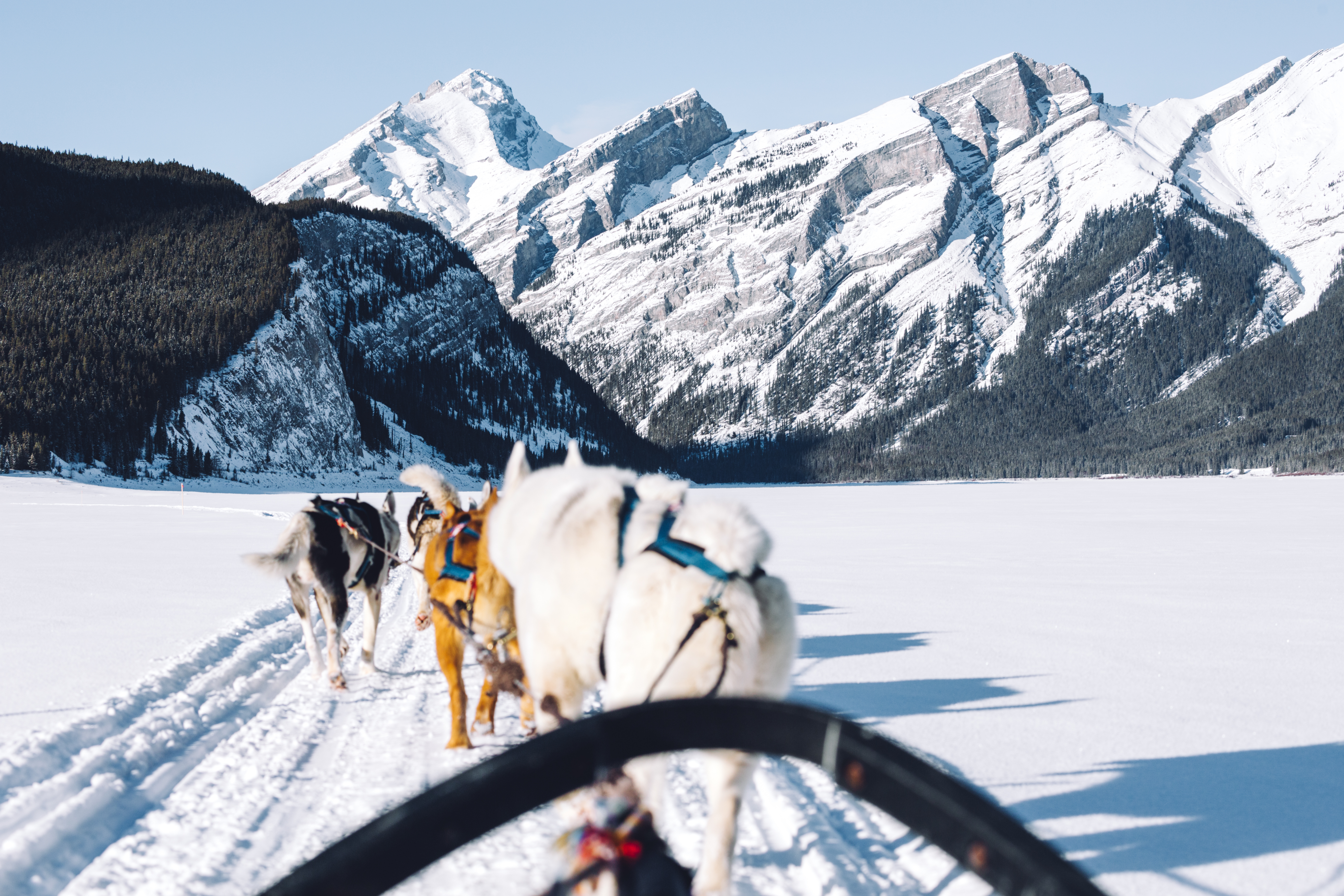 Sled dogs team walking in snow