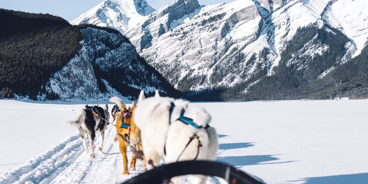 Sled dogs team walking in snow