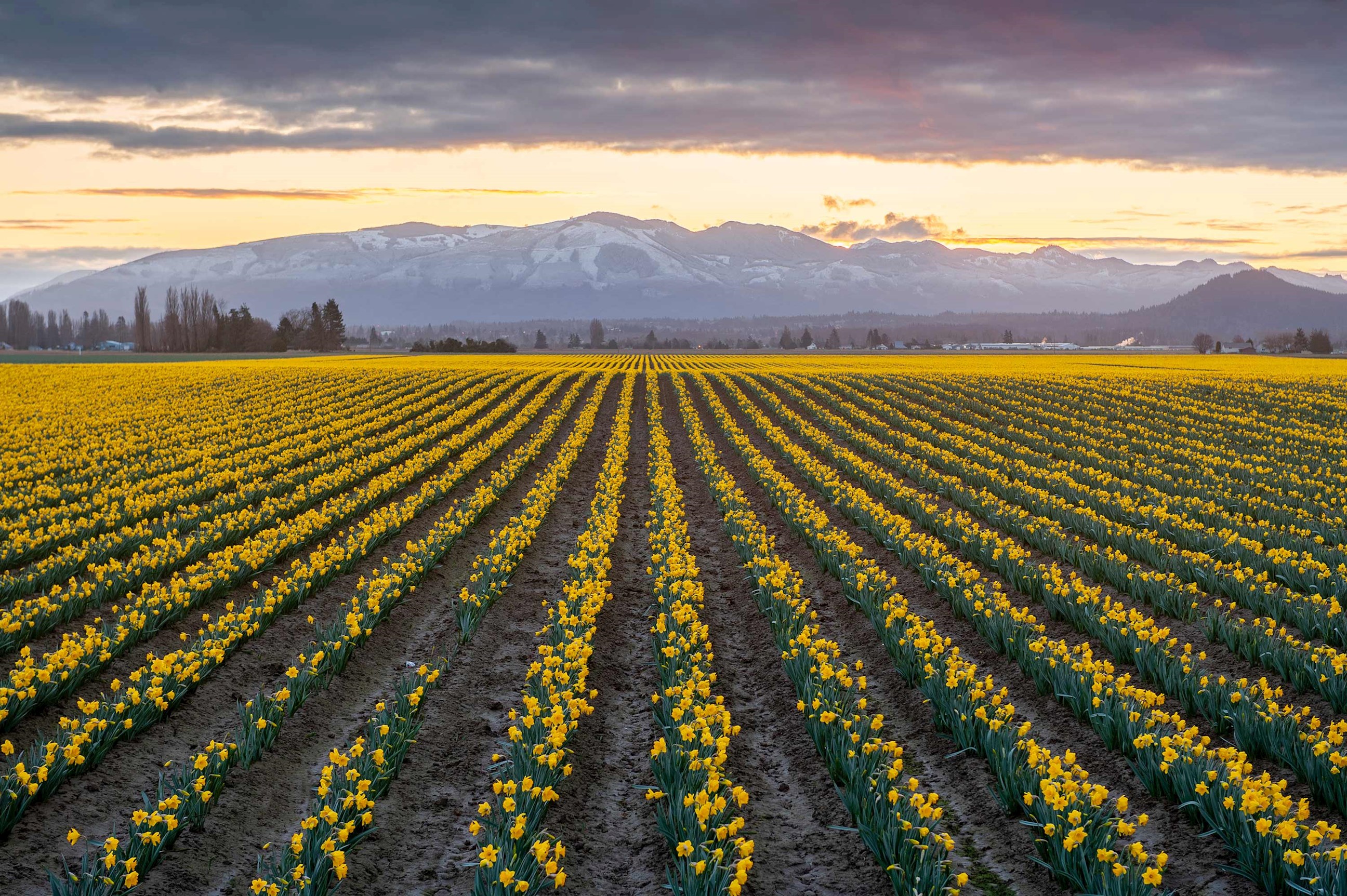 daffodil-rows-mount-vernon-usa.jpg
