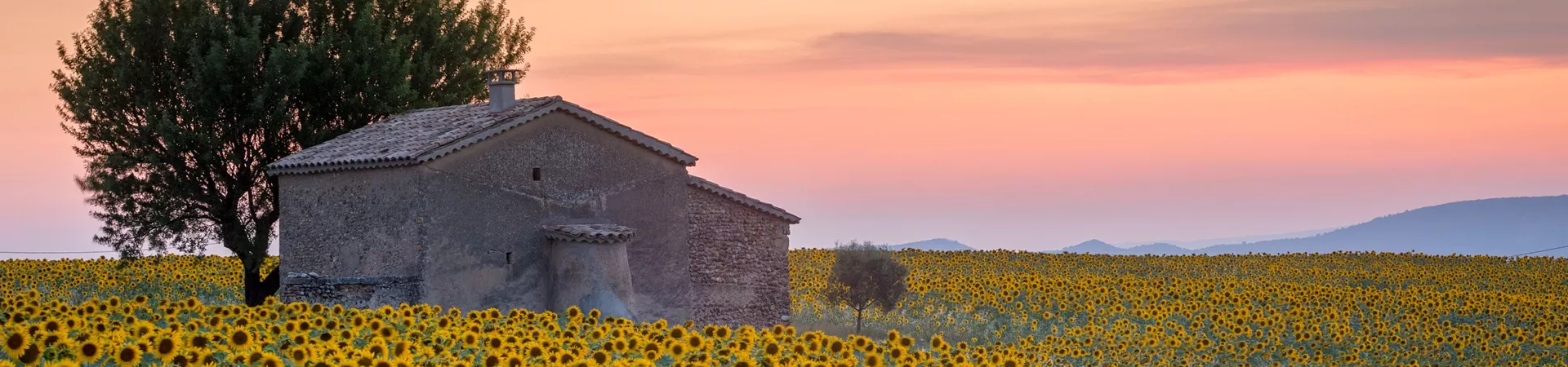 Sunflower field in Provence, France at dusk