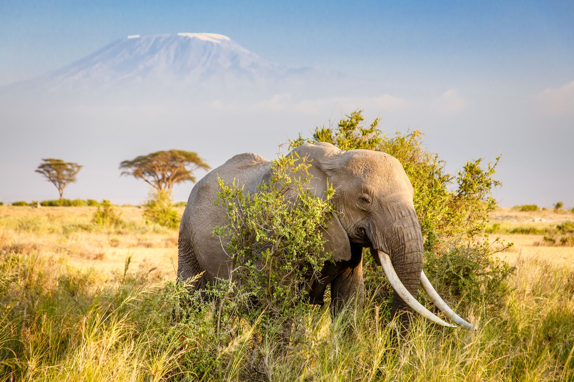 Elephant walking through savanna grass close to Kilimanjaro mountain in Tanzania 