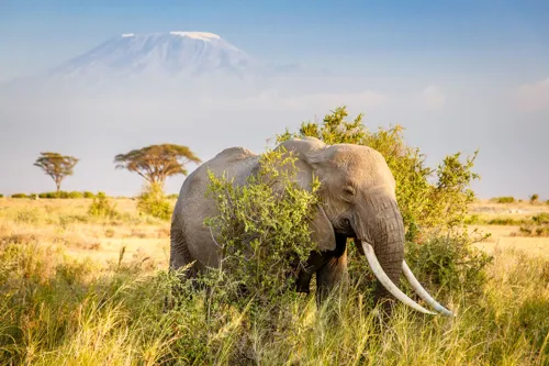 Elephant walking through savanna grass close to Kilimanjaro mountain in Tanzania