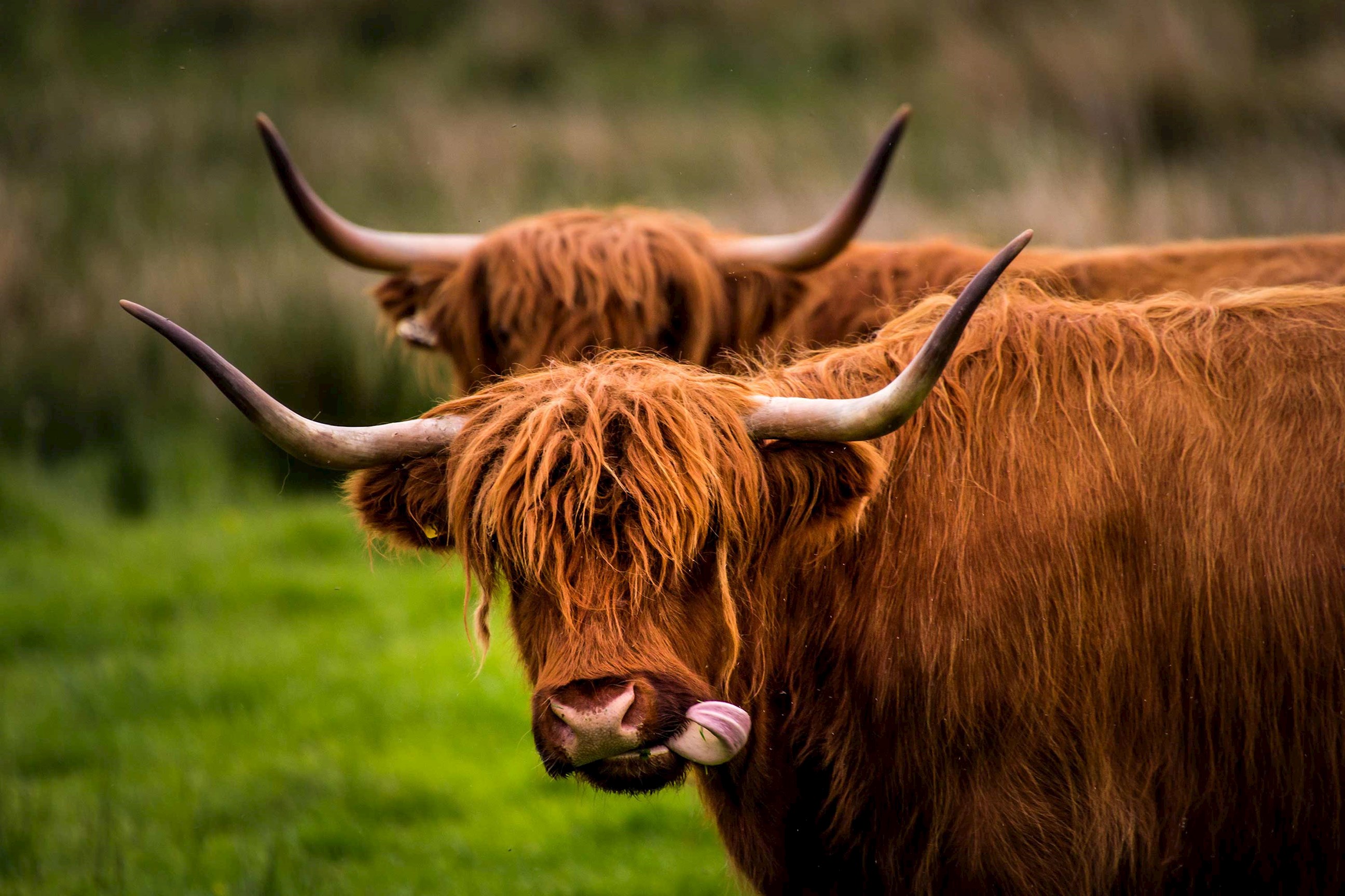 highland-cattle-scottish-highlands-scotland.jpg