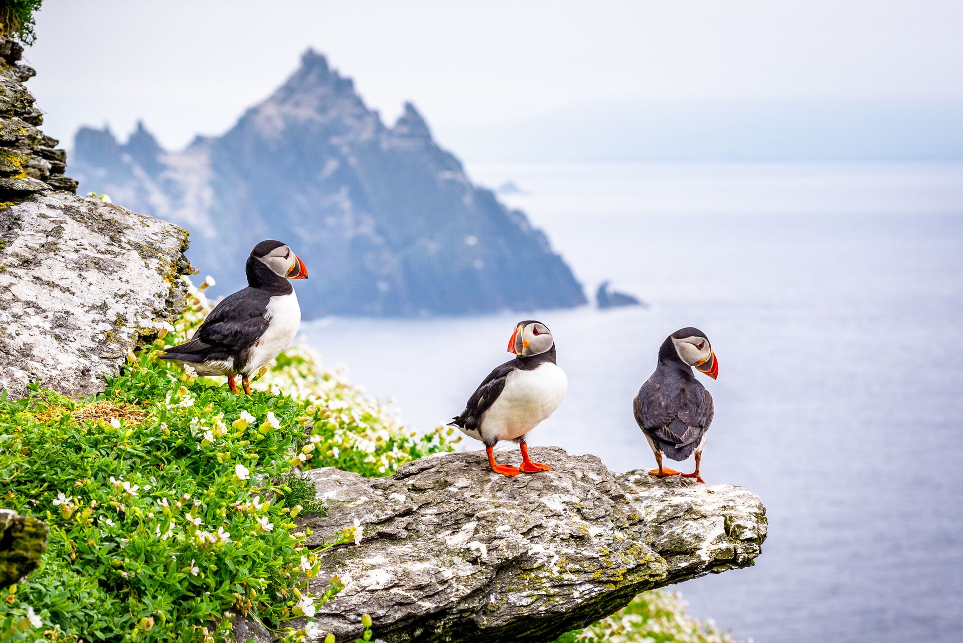Puffins perching on rocks on Skellig Islands, County Kerry, Munster Province, Ireland