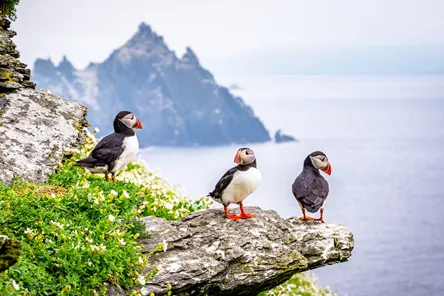Puffins perching on rocks on Skellig Islands, County Kerry, Munster Province, Ireland