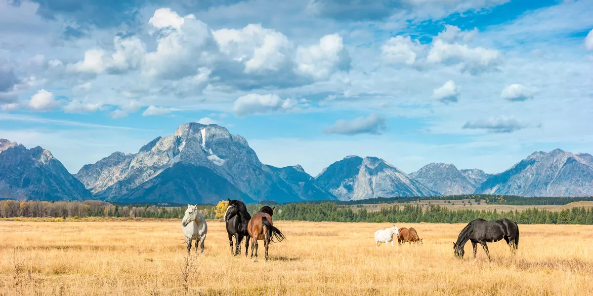 Wyoming and Montana, Guided Tour 2027