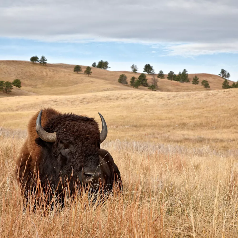 Bison Bull in Custer State Park, South Dakota, USA