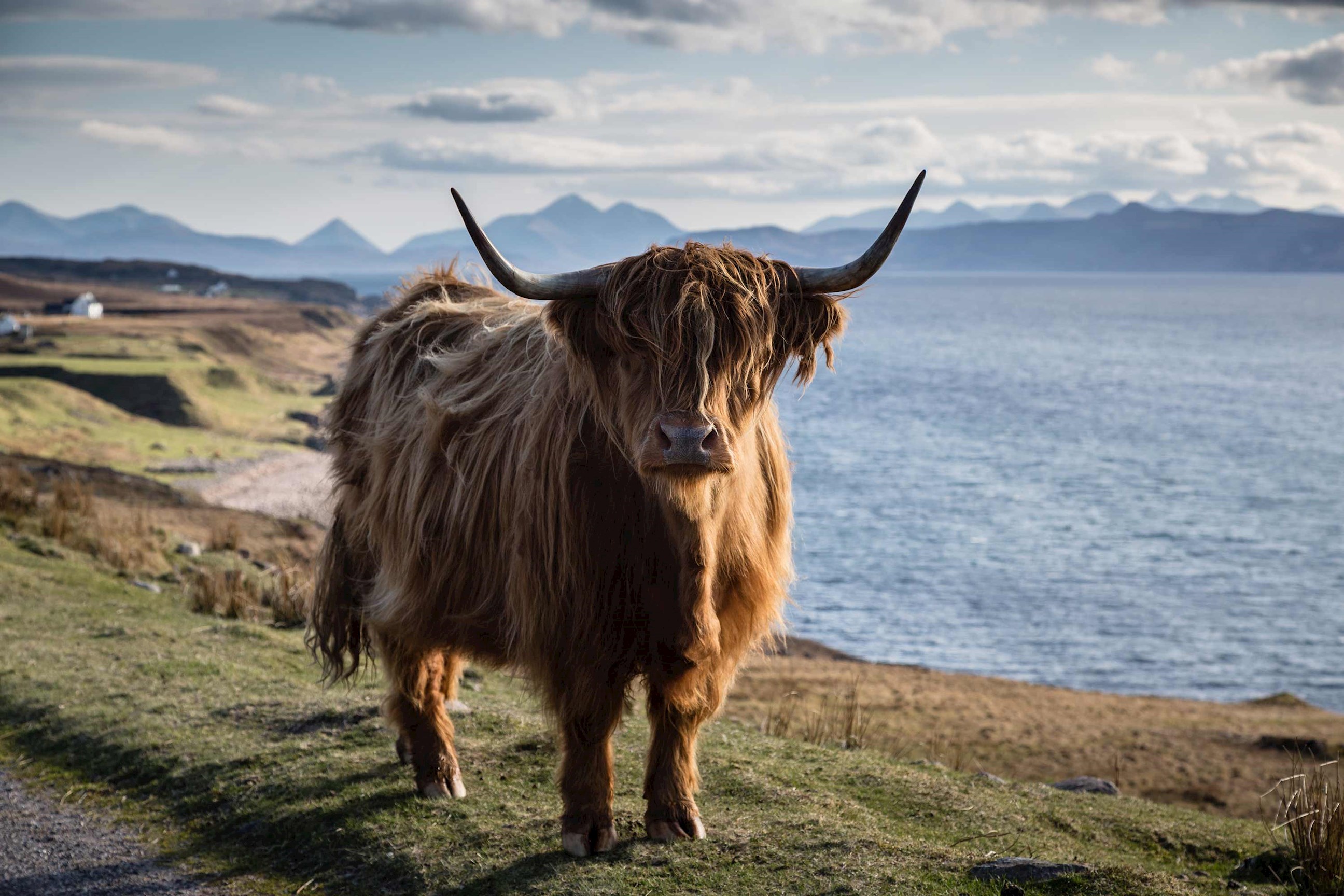 highland-cattle-scottish-highlands-scotland.jpg