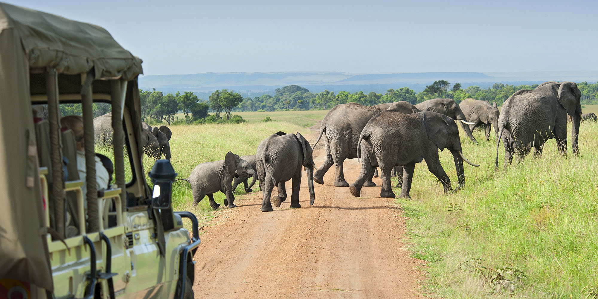 A herd of elephants crossing before a safari vehicle