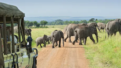 A herd of elephants crossing before a safari vehicle