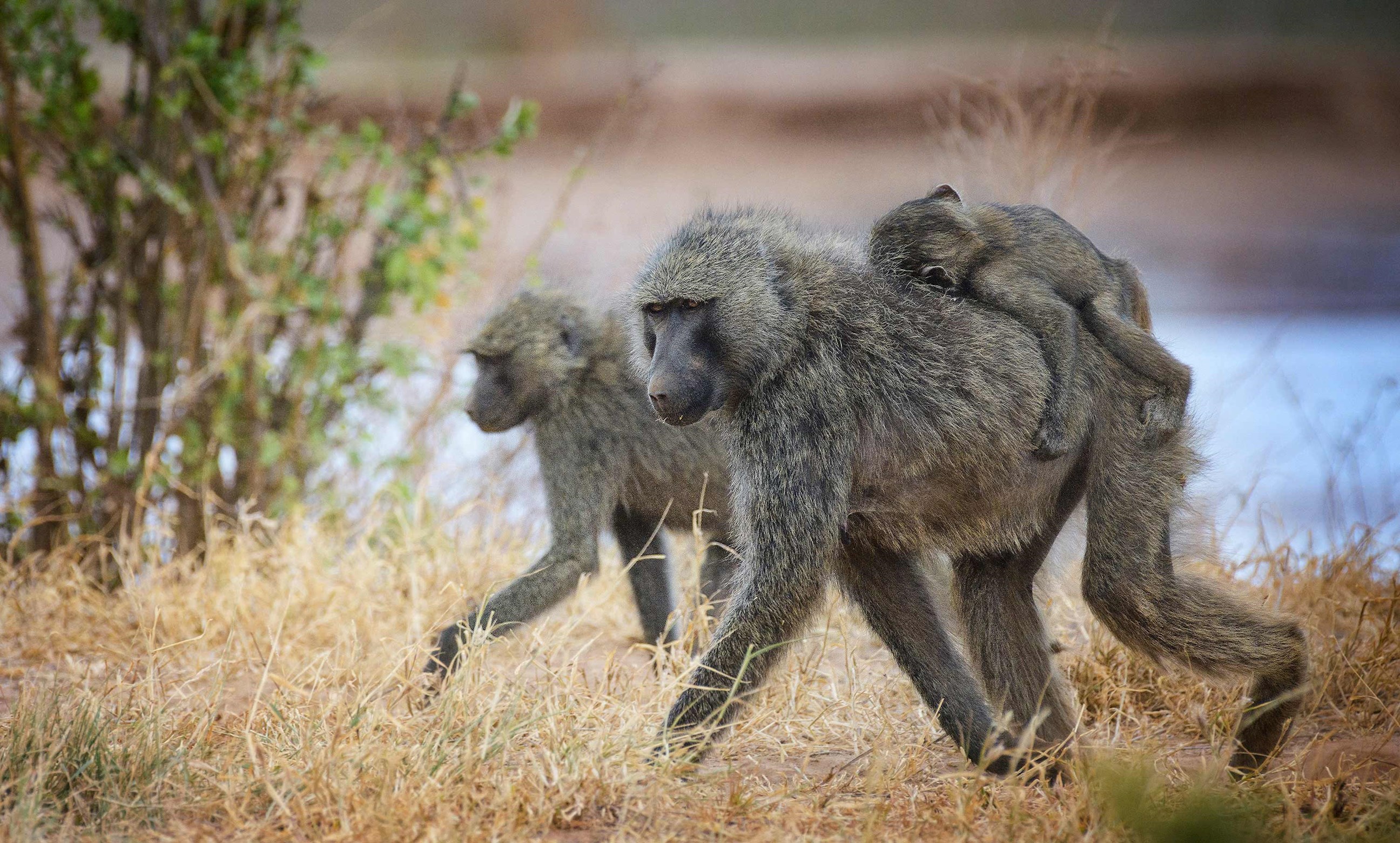 Family of baboons on the move against the Ewaso Ng'Iro River at Samburu, Kenya