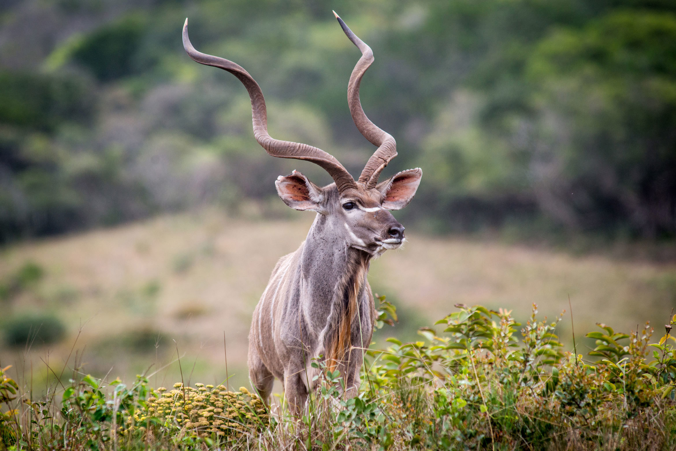 kudu grazing, Hluhluwe Imfolozi, KwaZulu Natal, South Africa